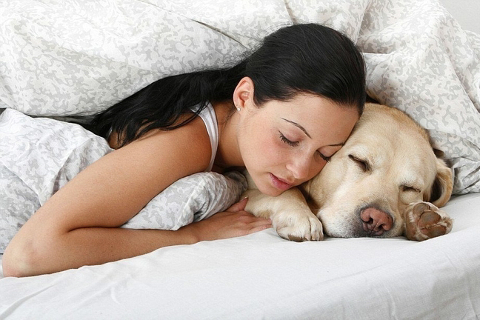 Gia tăng nhiễm ký sinh trùng từ thú cưng