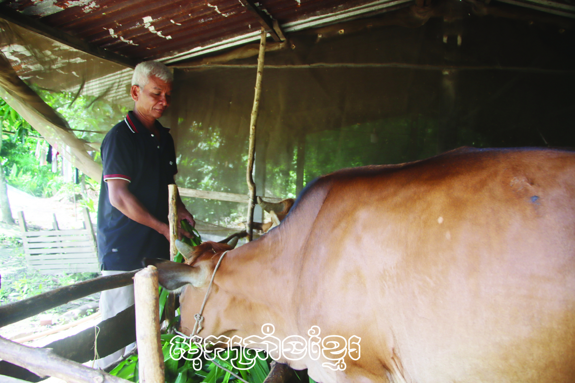 ពូហ្វិញឃេន នៅភូមិទឹកប្រៃកណ្តាល ឃុំឡុងភូ ស្រុកឡុងភូ (សុកត្រាំង)