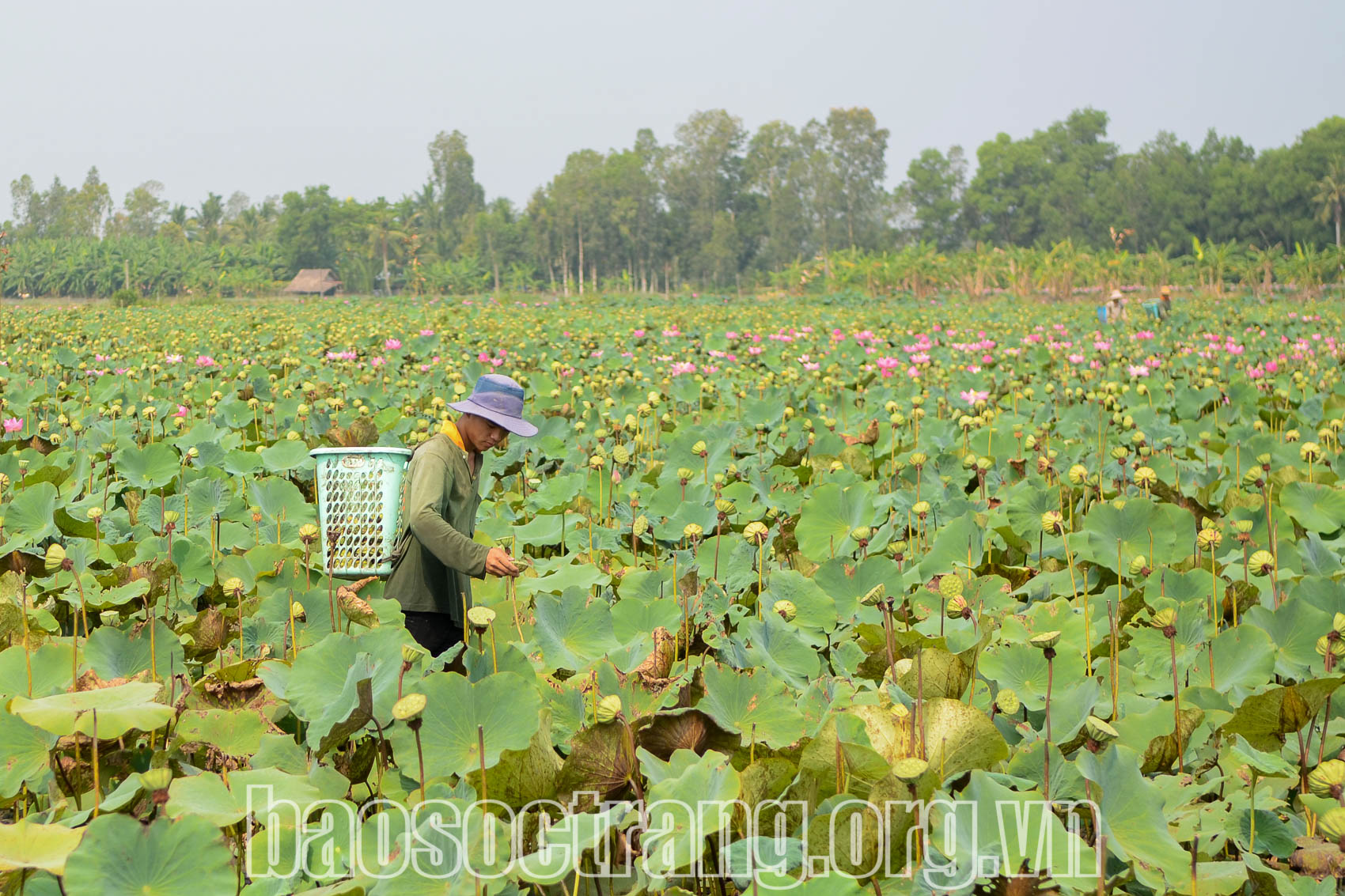 Huyện Mỹ Tú (Sóc Trăng) chú trọng xây dựng nông thôn mới gắn với tái cơ cấu nông nghiệp. Ảnh: TẤN PHÁT