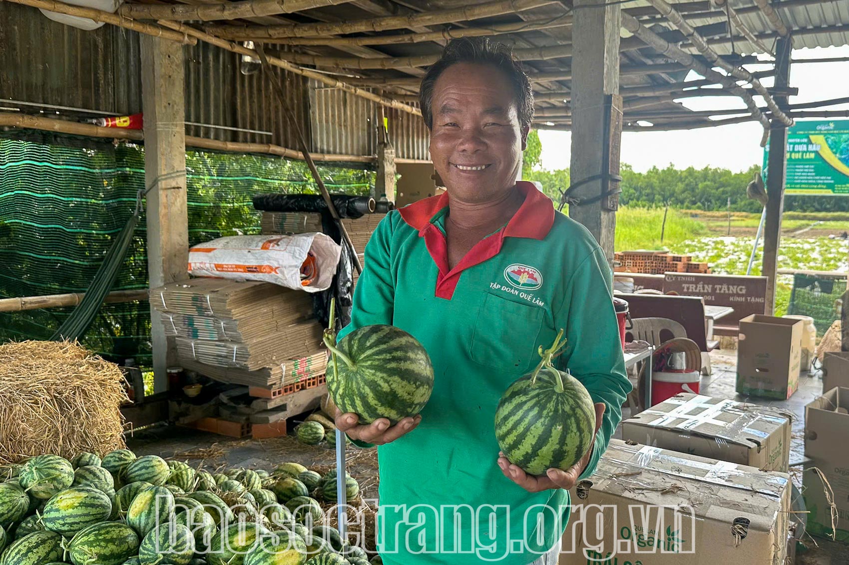 Ông Triệu Văn Út, xã Trung Bình, huyện Trần Đề (Sóc Trăng) có thu nhập hàng trăm triệu đồng/năm nhờ canh tác dưa hấu hữu cơ. Ảnh: THÚY LIỄU