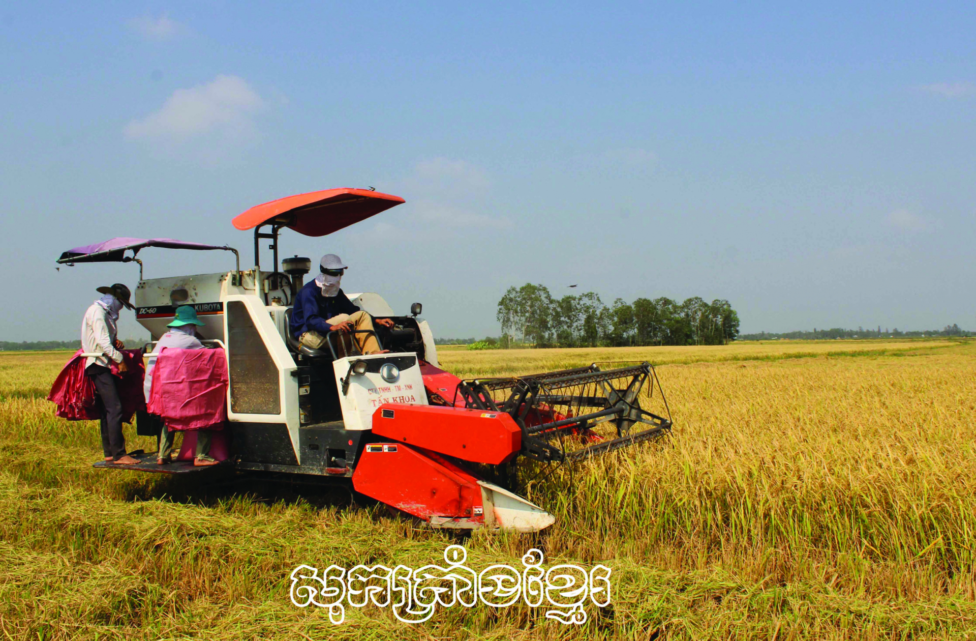 កសិករឃុំអាងនិញ ស្រុកចូវថាញ់ប្រមូលផលស្រូវរដូវដើមឆ្នាំ២០២៣