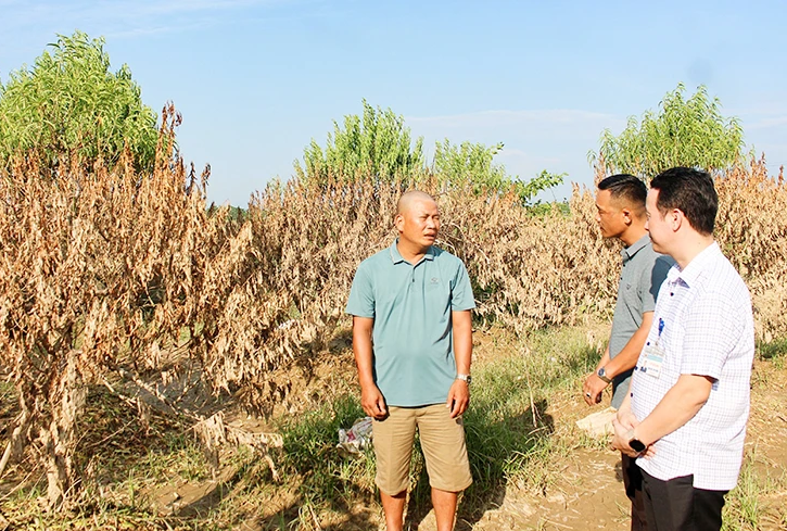 Thiếu vốn tín dụng chính sách khôi phục sản xuất sau lũ