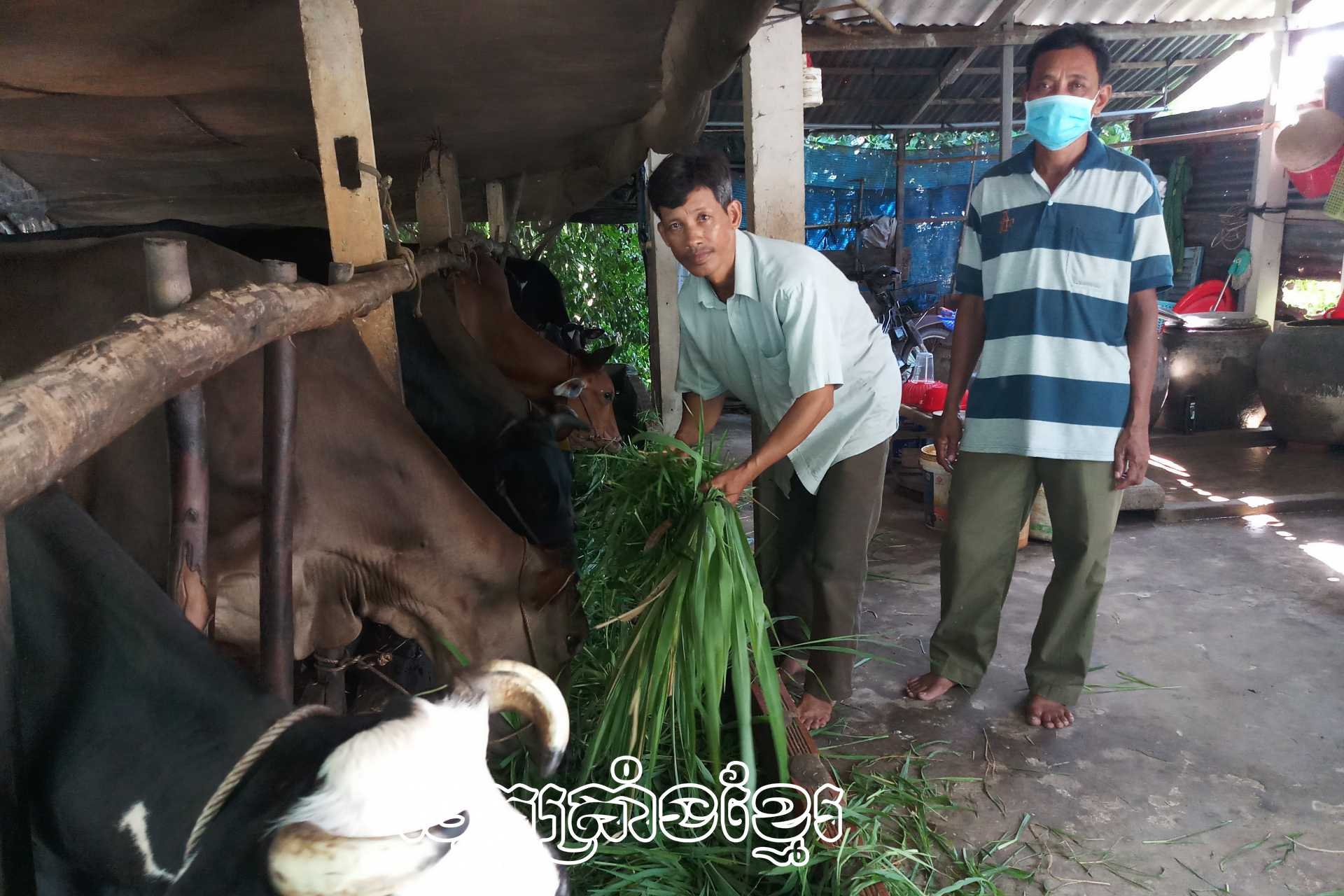 គ្រួសារបងឡាងោហ្វាងនៅភូមិព្រែកថ្មីឃុំអាងនិញធូរធារឡើងអាស្រ័យជំនួយបុលទុនអភិវឌ្ឍសេដ្ឋកិច្ចគ្រួសារពីការចិញ្ចឹមគោ។