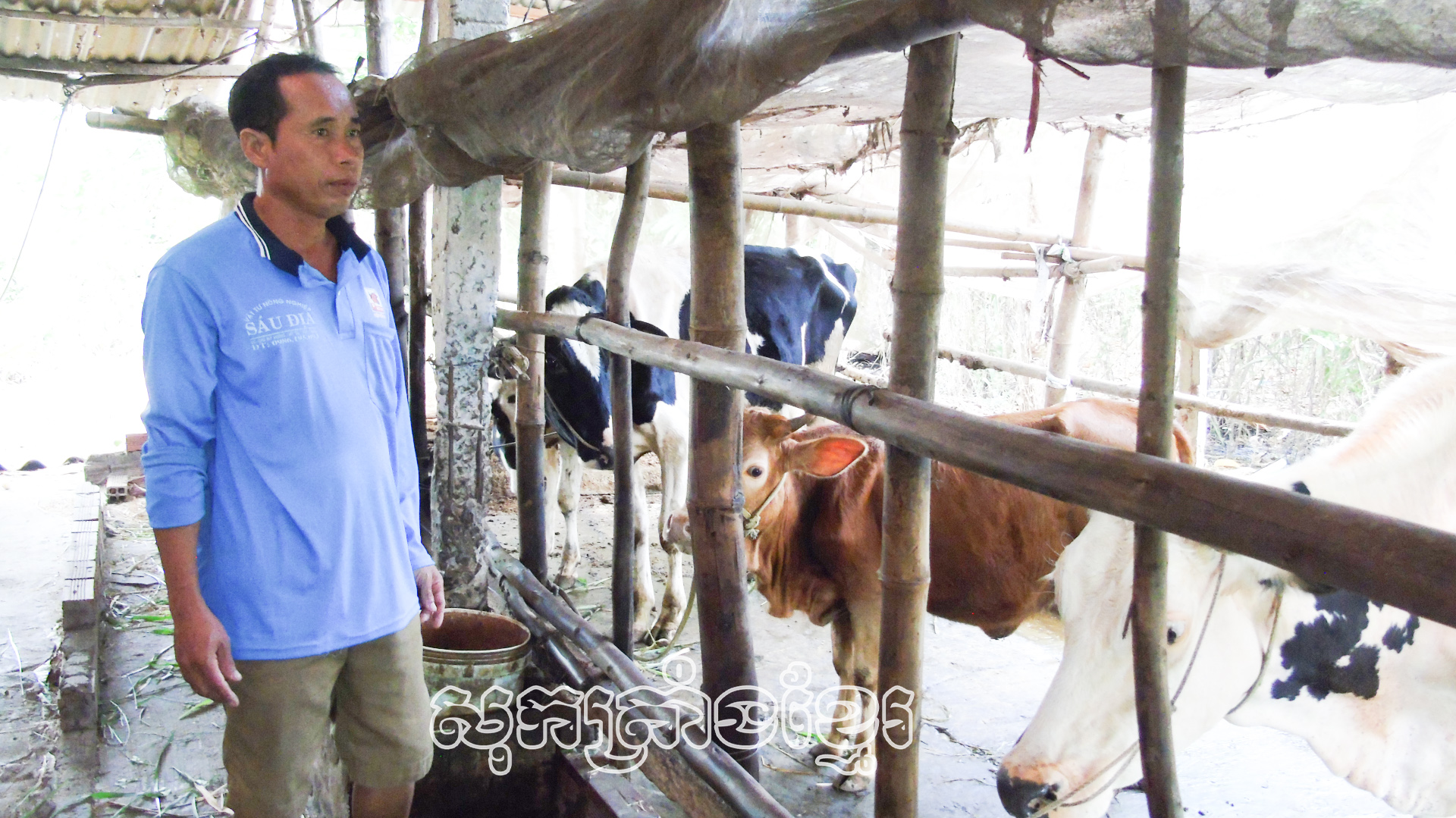 បងហ្វិញរឿន នៅភូមិតាអង្គអា២ ឃុំធ្វឹងហ៊ឹង ស្រុកមីទូ មាមីងថែទាំគោដោយបានឧបត្ថម្ភពីកម្មវិធីទិសដៅជាតិ១៧១៩។