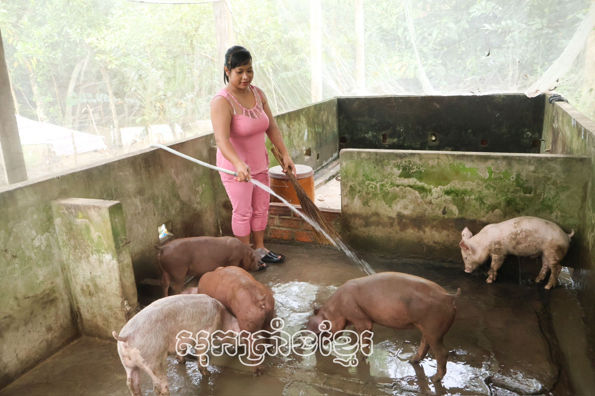 គ្រួសារមីងយ័ញធីស៊ីម ភូមិវិញធ្វឹង ឃុំវិញគ្វើយ បានឧបត្ថម្ភកូនជ្រូក៥ក្បាល ដើម្បីបង្កើតរបរសម្រាប់ការអភិវឌ្ឍសេដ្ឋកិច្ចគ្រួសារ។