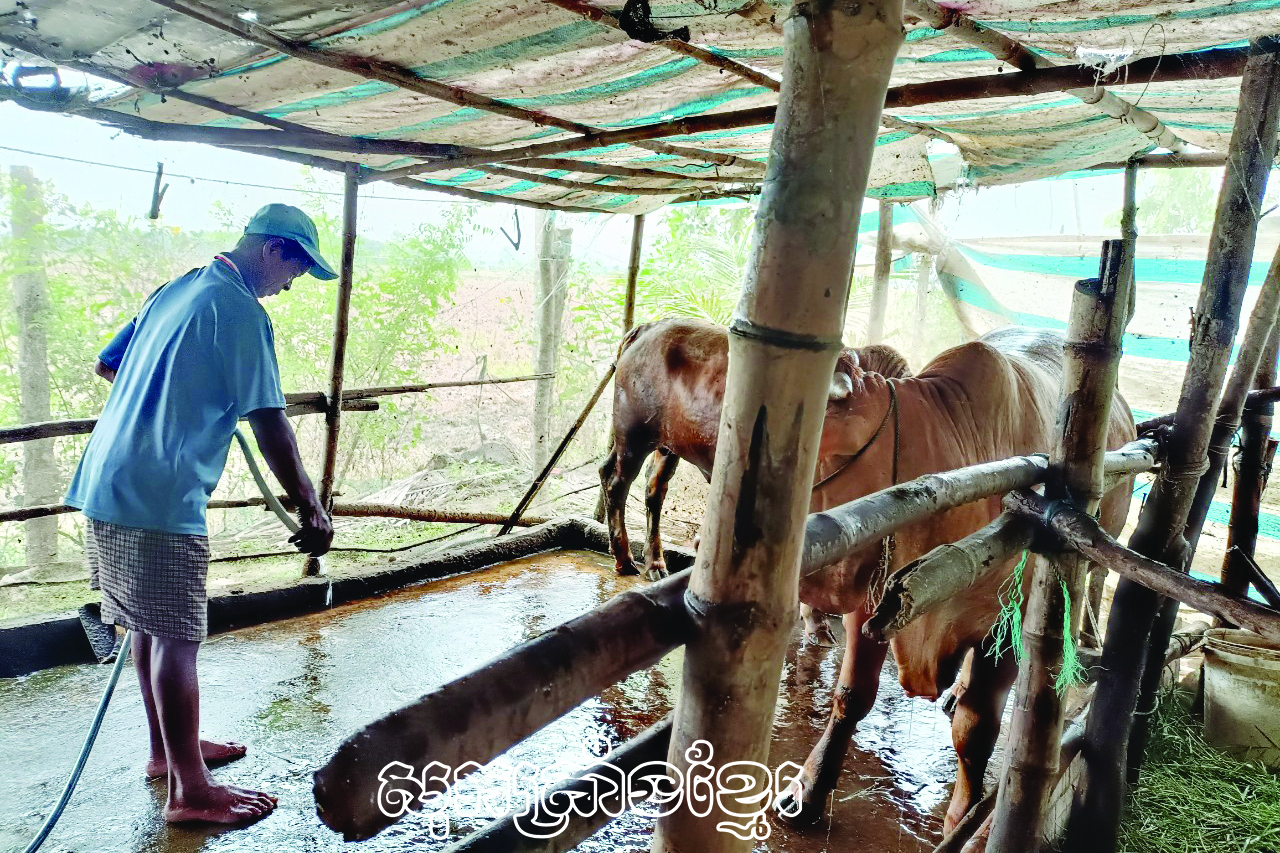 ដោយបានឧបត្ថម្ភបុលទុនវិនិយោគទិញគោ បច្ចុប្បន្ន គ្រួសារពូថាច់សាញ់មួយជំហានម្តងៗឈានឡើងធូរធារ។