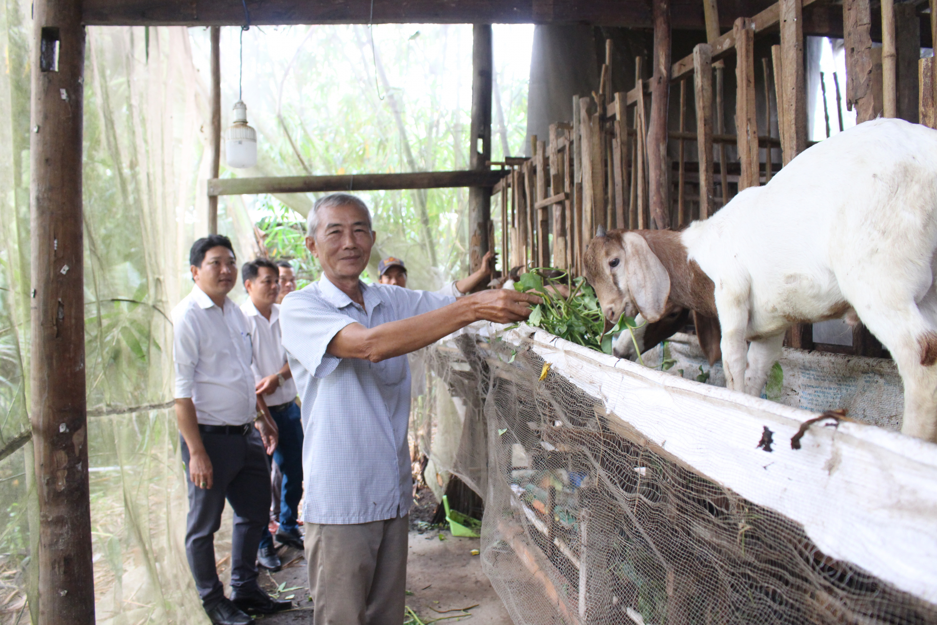 Cựu chiến binh thoát nghèo từ mô hình nuôi dê