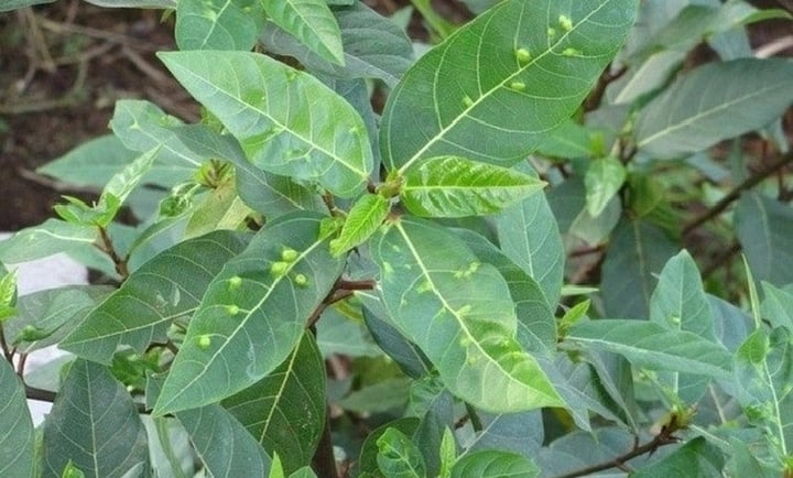 Lá sung trị được bệnh gì?