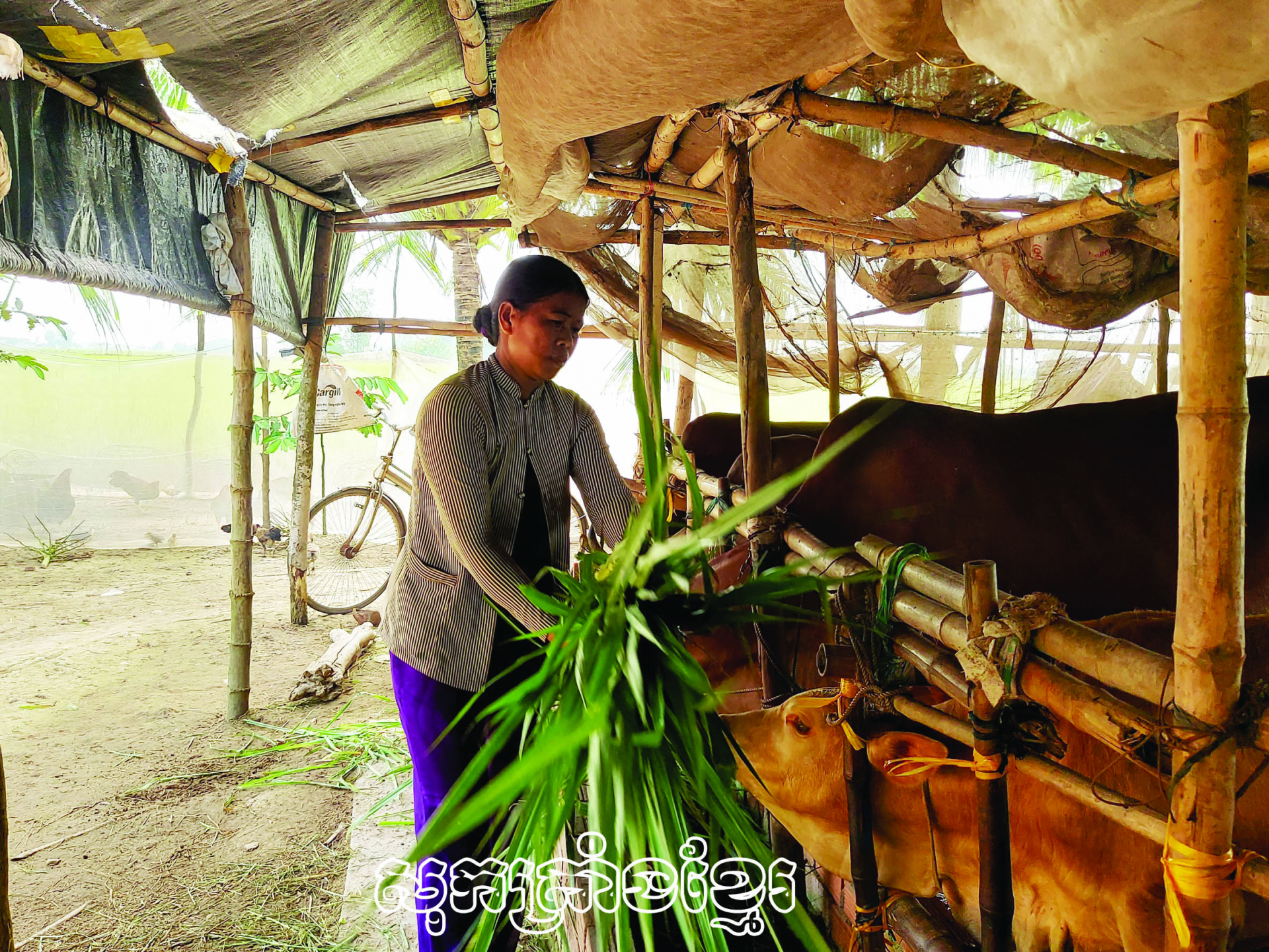 ទម្រង់ចិញ្ចឹមគោ ជួយគ្រួសារបងស្រីឡឹមធីហៀង នៅឃុំភូតឹង ស្រុកចូវថាញ់ឈានឡើងក្នុងជីវភាព។