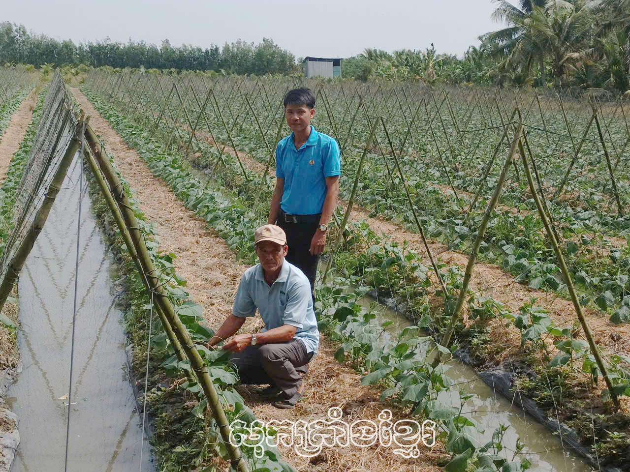 អាស្រ័យចូលរួមបណ្តាថ្នាក់ហ្វឹកហាត់ពីវិទ្យាសាស្រ្តបច្ចេកទេសចូលក្នុងការផលិត ទើបចំការត្រសក់របស់បងយុងលូតលាស់ល្អនាំមកនូវប្រាក់ចំណូលលំនឹងឱ្យគ្រួសារ។