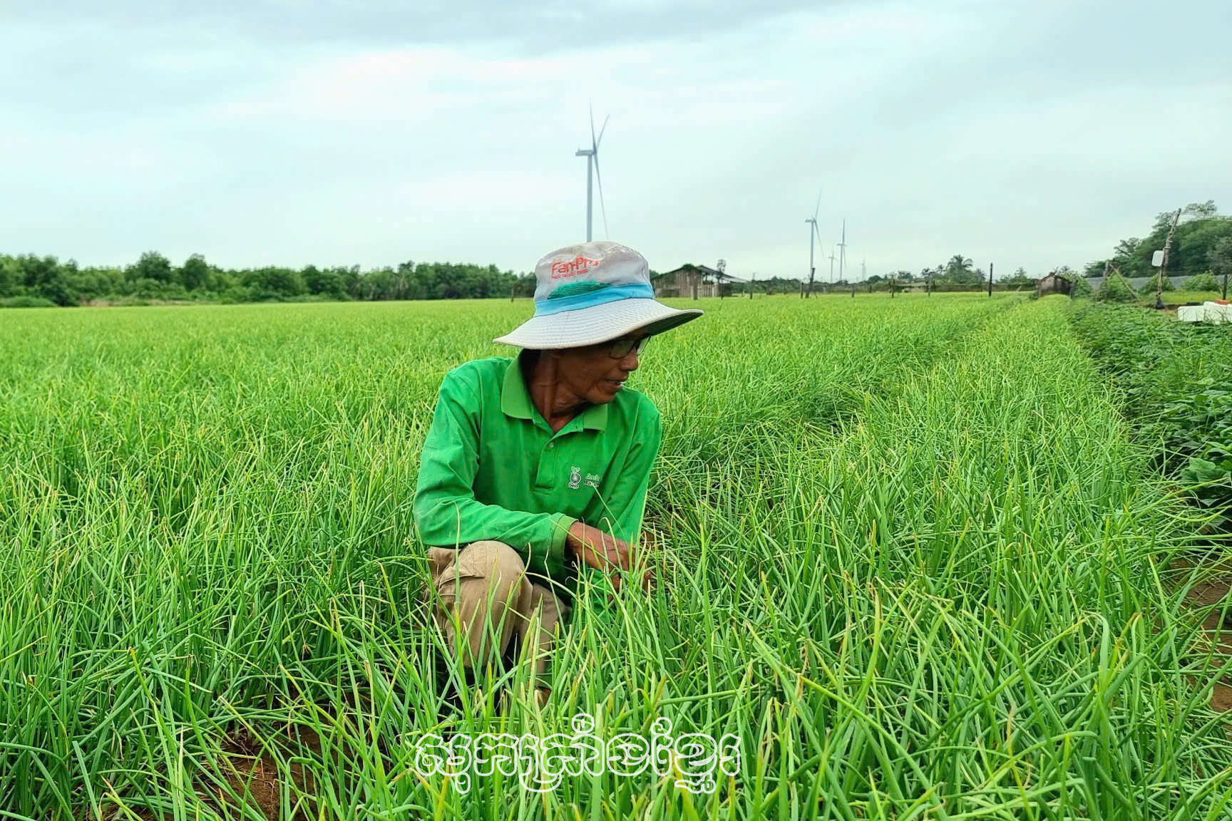 លោកថាច់សល់កំពុងថែទាំខ្ទឹមក្រហមរបស់គ្រួសារ។