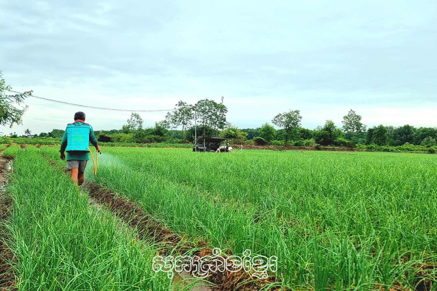 កសិករនៅឃុំវិញហាយមមាញឹកថែទាំខ្ទឹមក្រហម។

