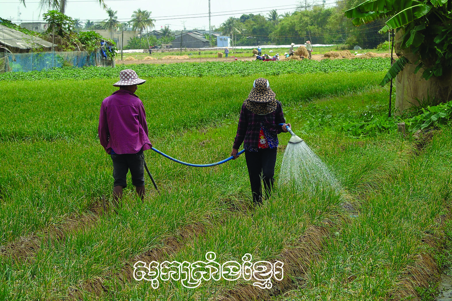 ទម្រង់ដាំខ្ទឹមតាមទិសសរីរាង្គរបស់មាមីងកសិករនៅឃុំវិញហាយ ទីរួមខេត្តវិញចូវ(សុកត្រាំង)។