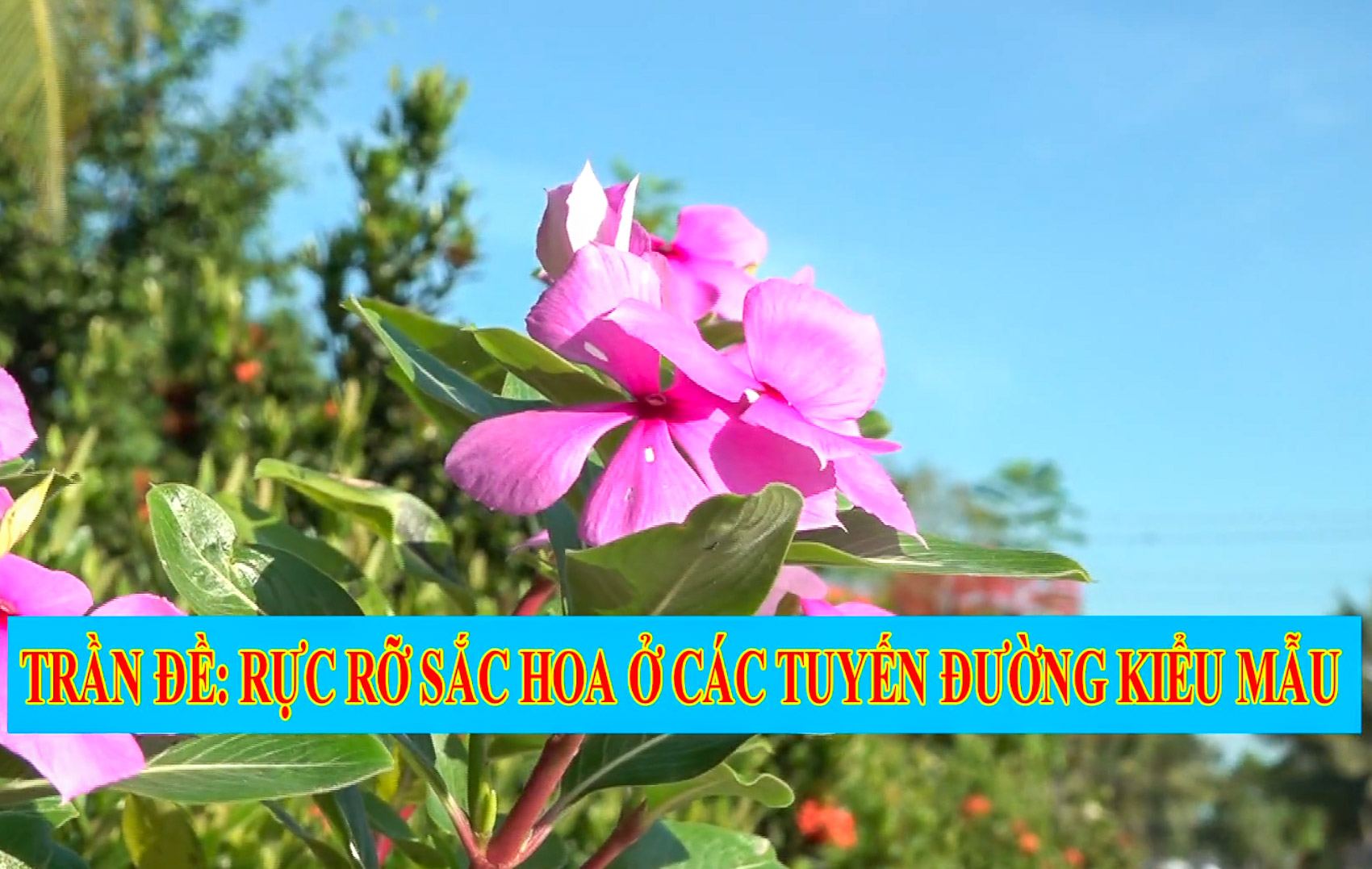 Huyện Trần Đề: [Media] Rực rỡ sắc hoa ở các tuyến đường kiểu mẫu