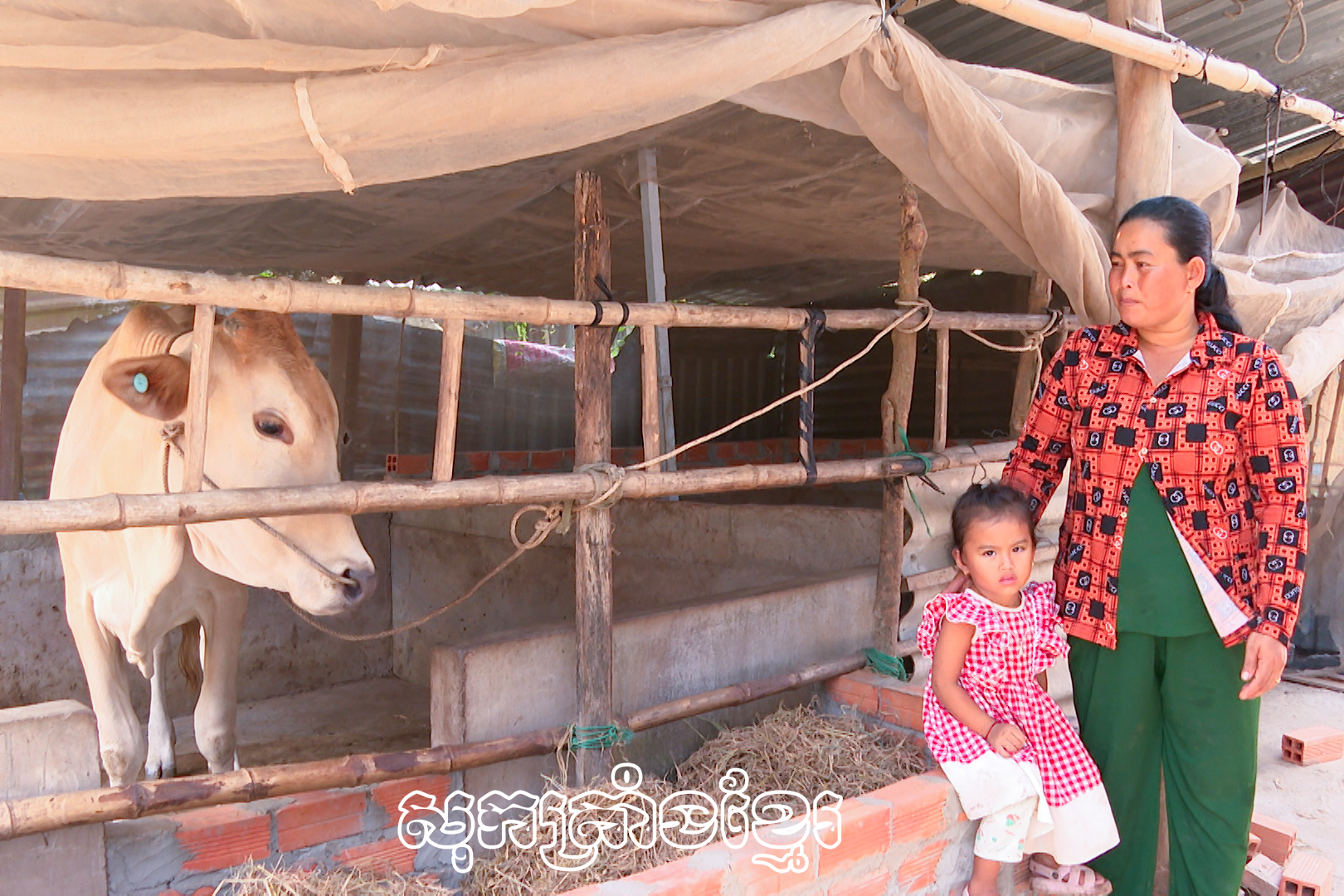 គ្រួសារបងស្រីឡឹមគីមក្វាង បានឧបត្ថម្ភគោពូជ