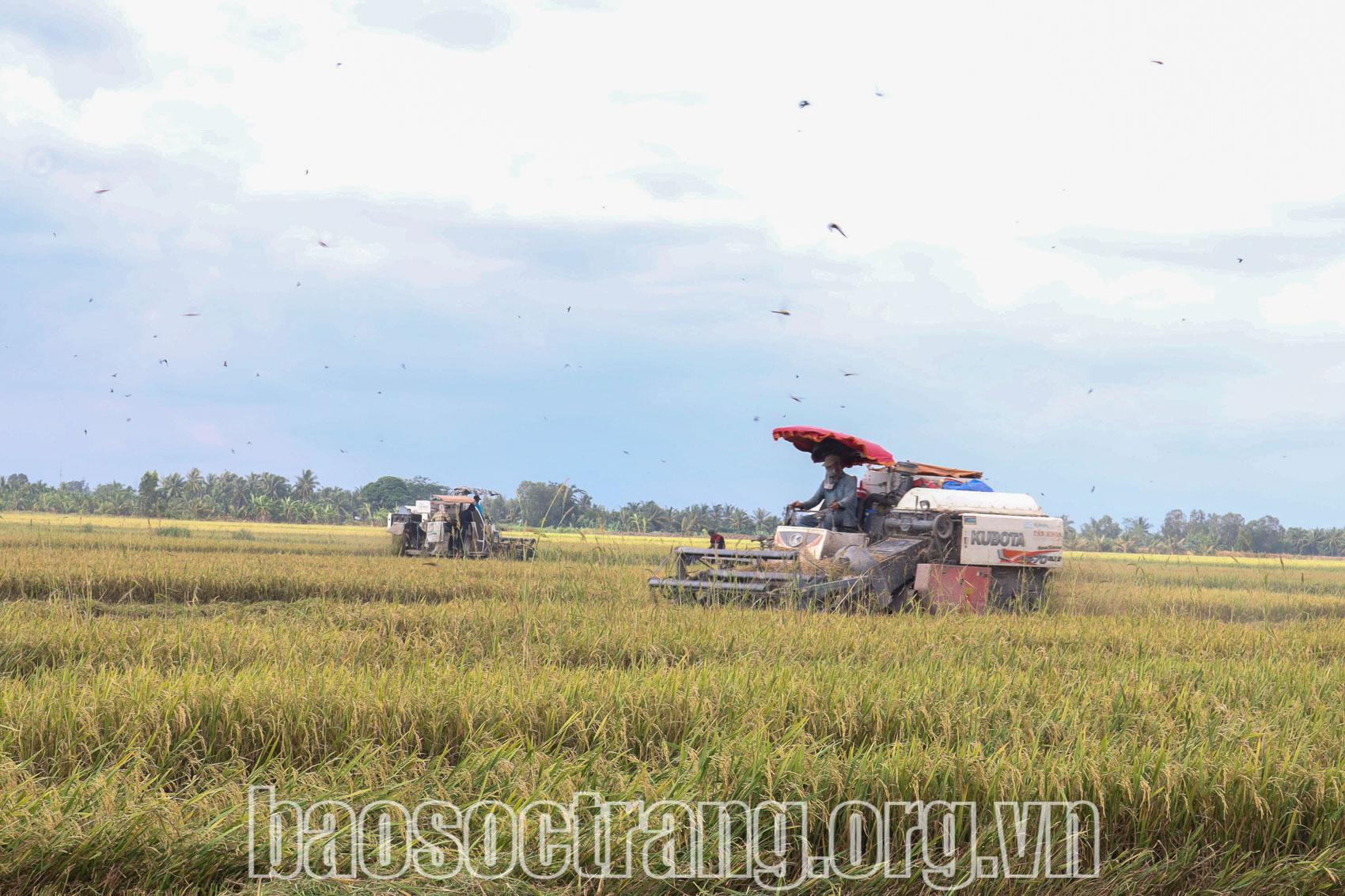 Sóc Trăng vào vụ thu hoạch lúa Hè - Thu năm 2024