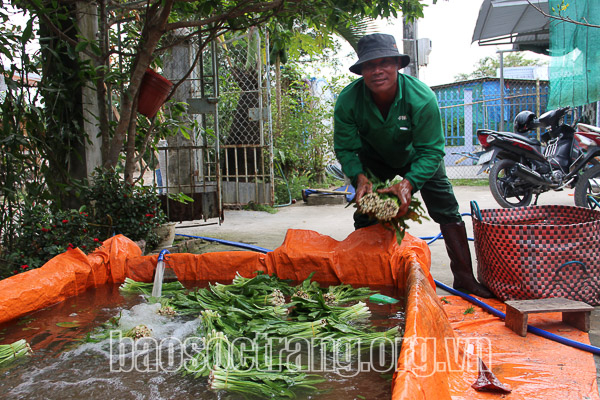 Trồng ngò gai hữu cơ, hướng đi bền vững