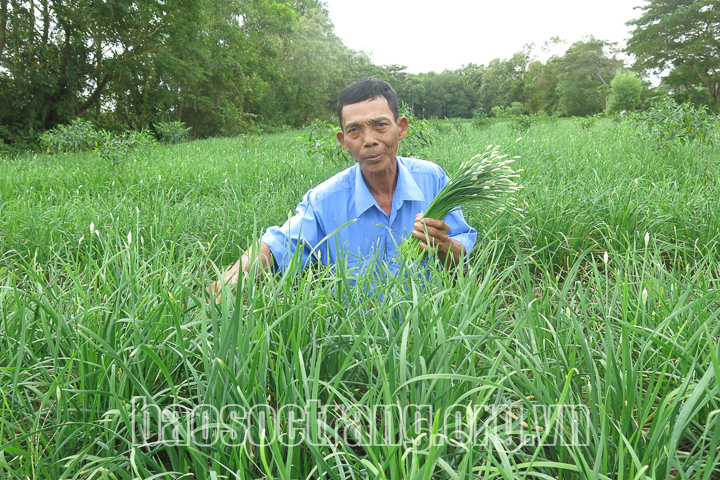 Đa dạng các loại nông sản phục vụ thị trường tết Nguyên đán
