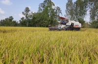 Thúc đẩy xuất khẩu gạo Việt Nam sang Trung Quốc