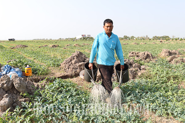 Trồng màu trên nền đất lúa cho năng suất, lợi nhuận cao