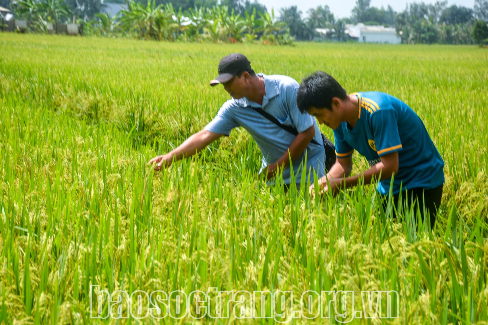 Huyện Thạnh Trị ứng dụng tiến bộ khoa học và công nghệ vào sản xuất