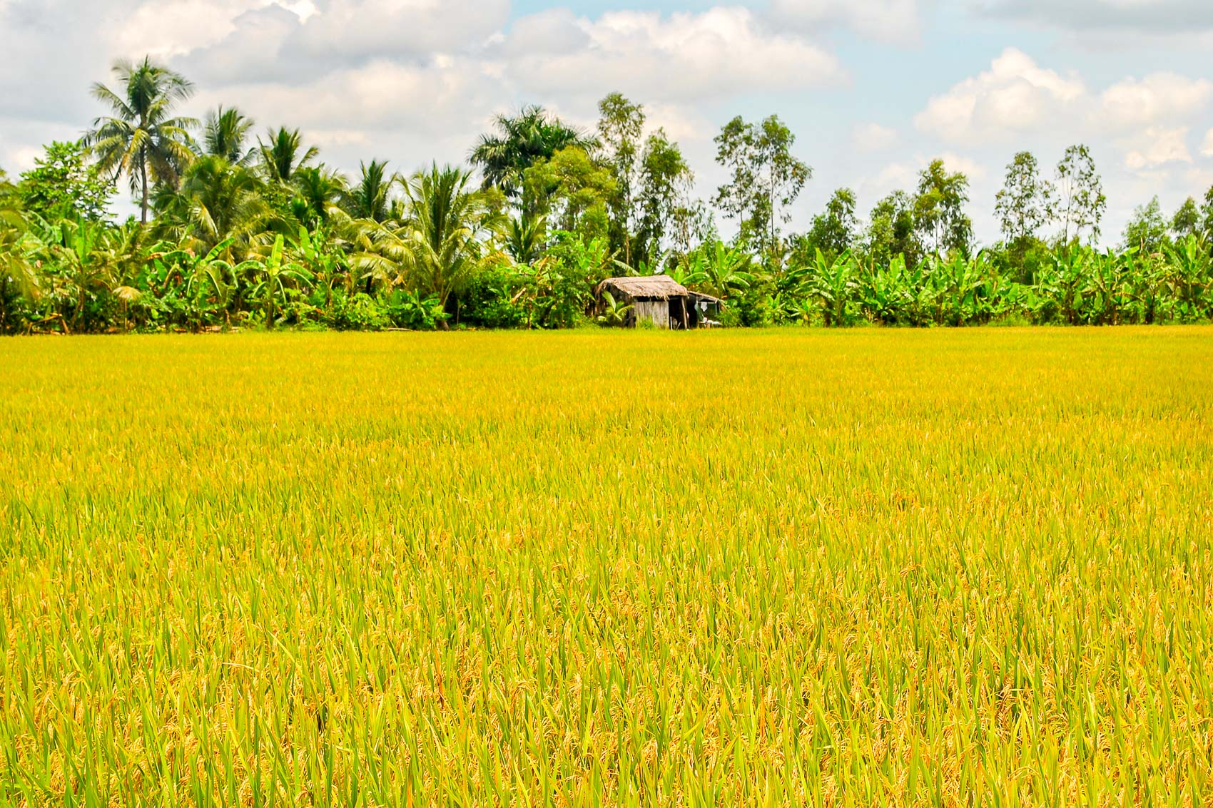 Khi gió đồng ngát hương