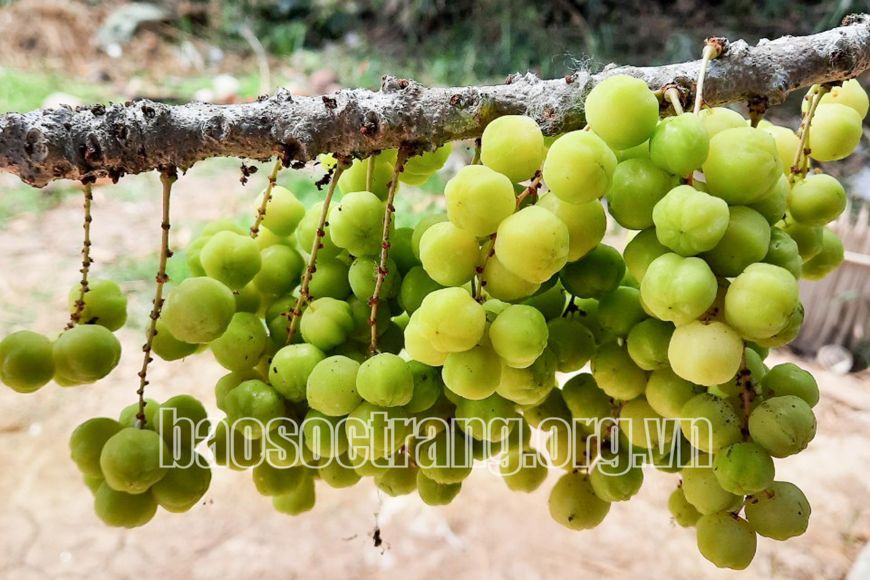 Nhớ trái chùm ruột quê nhà