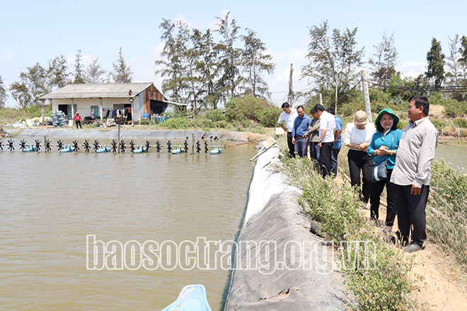 Giám sát tiến độ thả nuôi tôm và dịch bệnh tại huyện Trần Đề