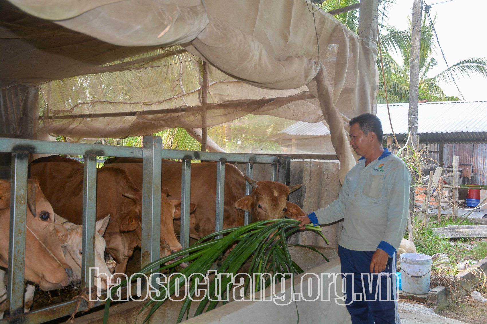 Hiệu quả từ mô hình nuôi bò kết hợp trồng bưởi da xanh