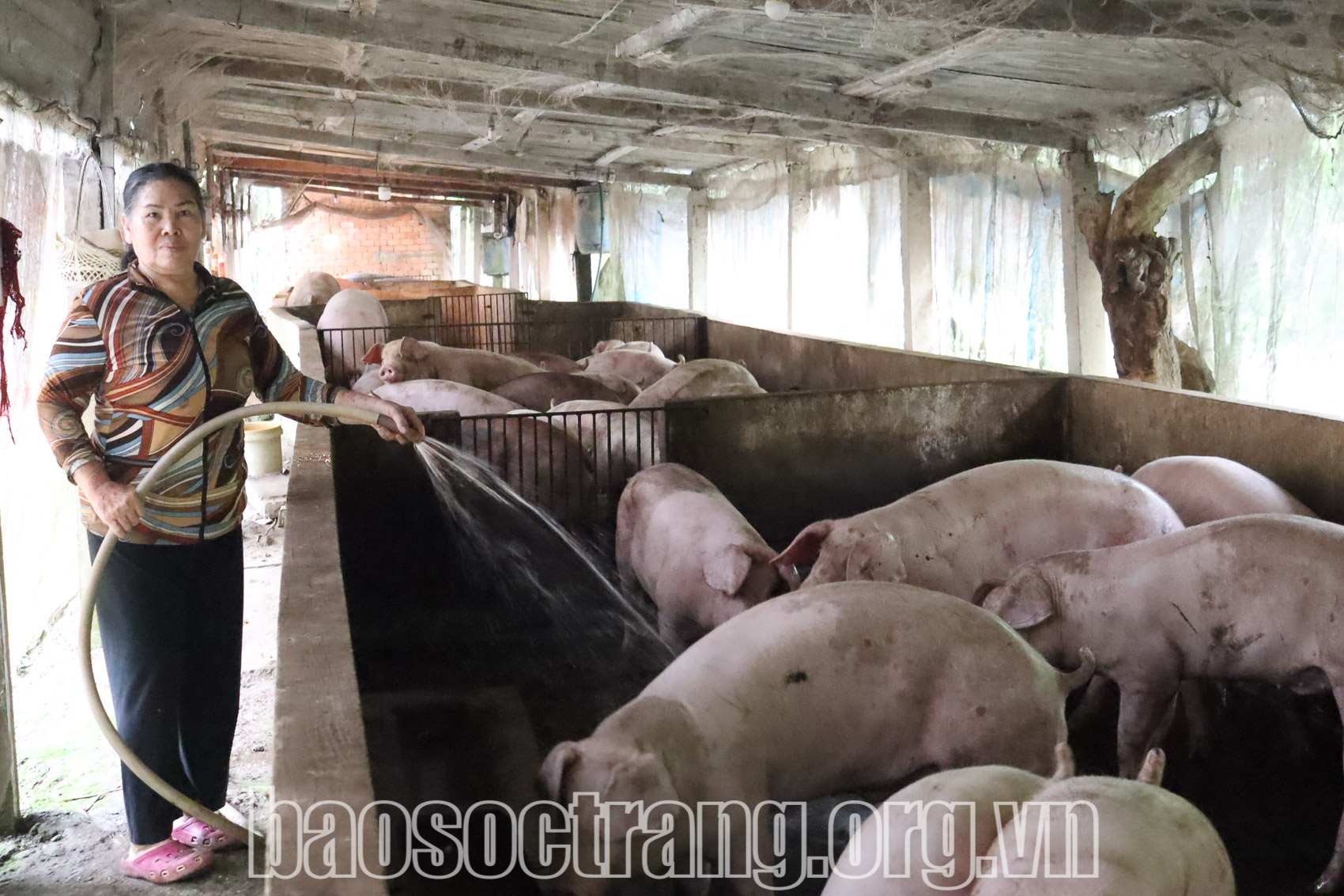 Giá heo tăng nhưng tăng đàn không nhiều