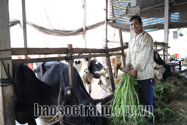 Nông dân xã Phú Mỹ tăng thu nhập nhờ nuôi bò