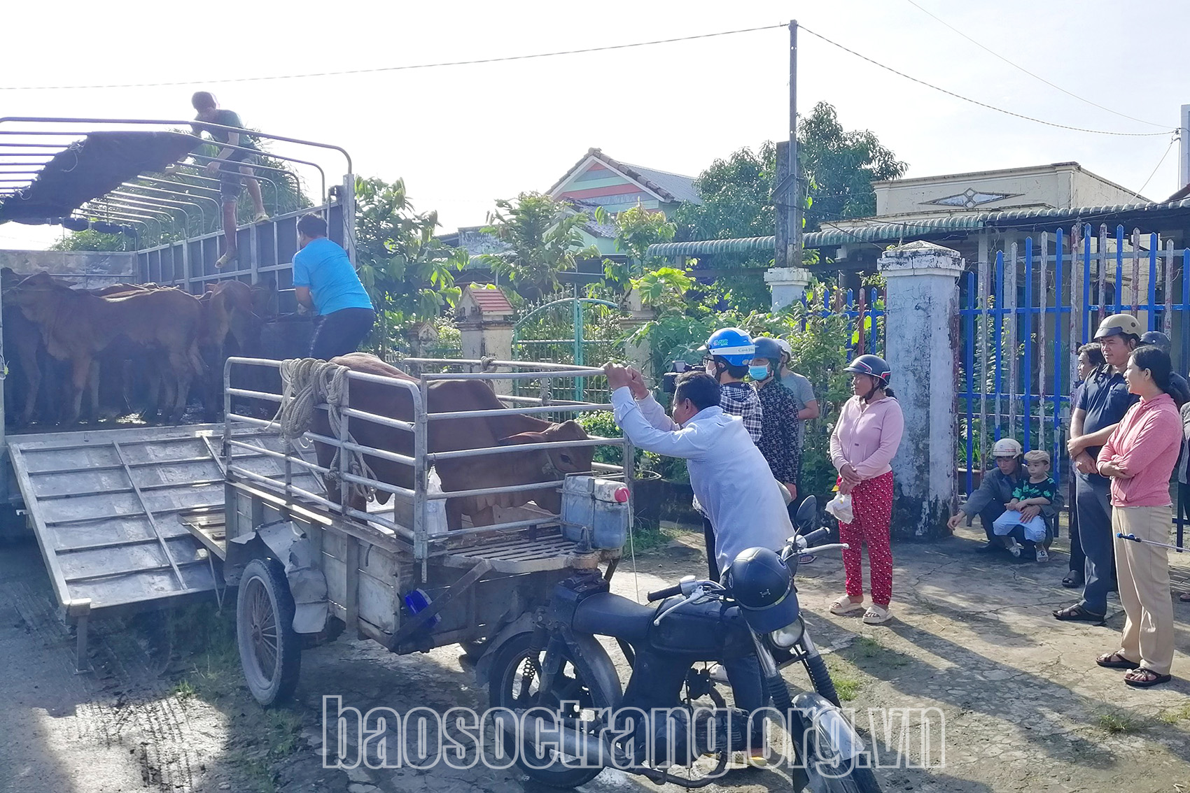 Giao nhận 22 con bò cho hộ nghèo, hộ thoát nghèo tại xã Thuận Hòa