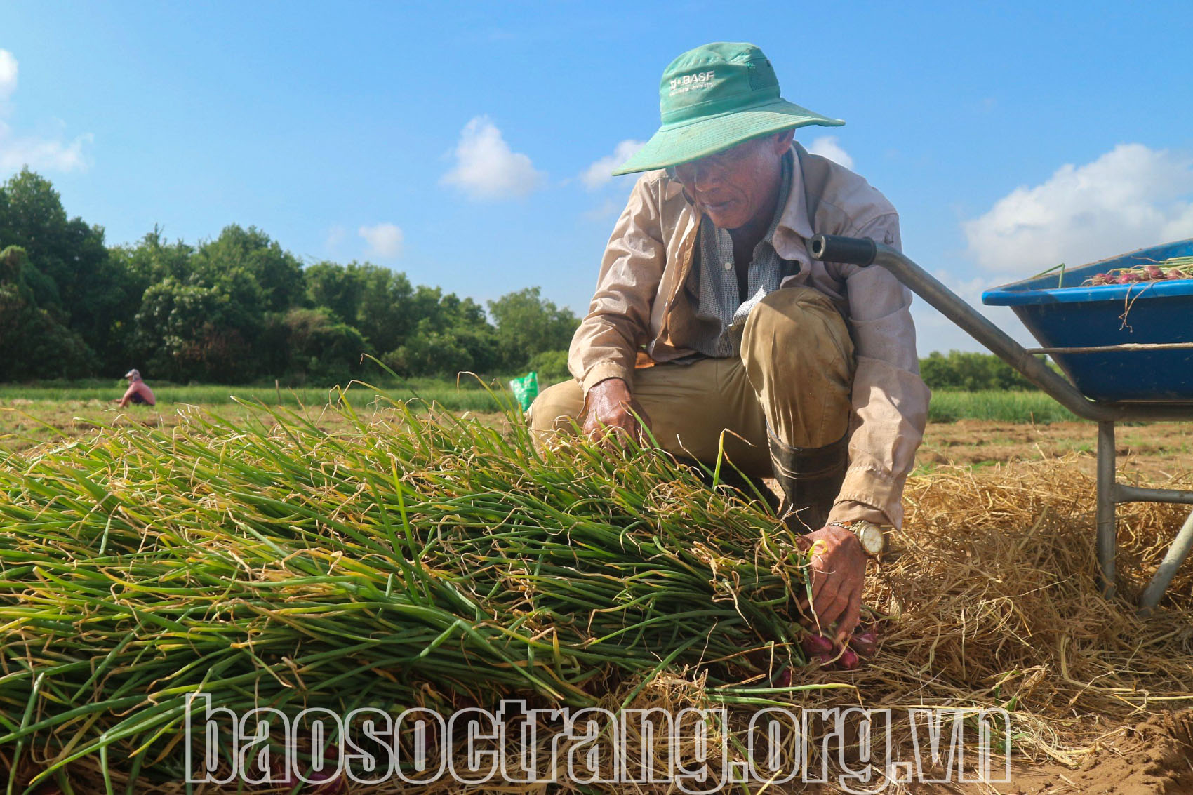 Nông dân phất lên nhờ trồng hành tím thương phẩm