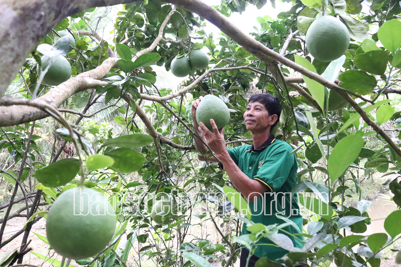 Tâm tình cùng nhà vườn nhiều năm có bưởi đạt giải cao