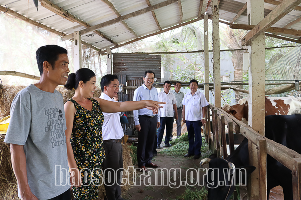 Hộ Khmer phát triển kinh tế nhờ dự án chăn nuôi bò