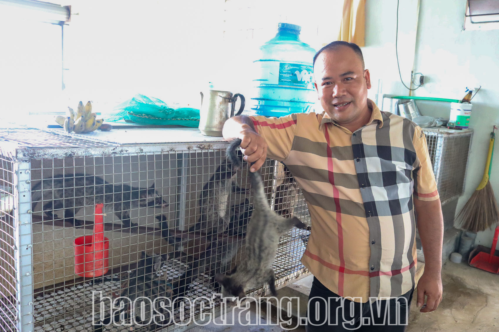 Huyện Long Phú phát triển nuôi chồn hương sinh sản