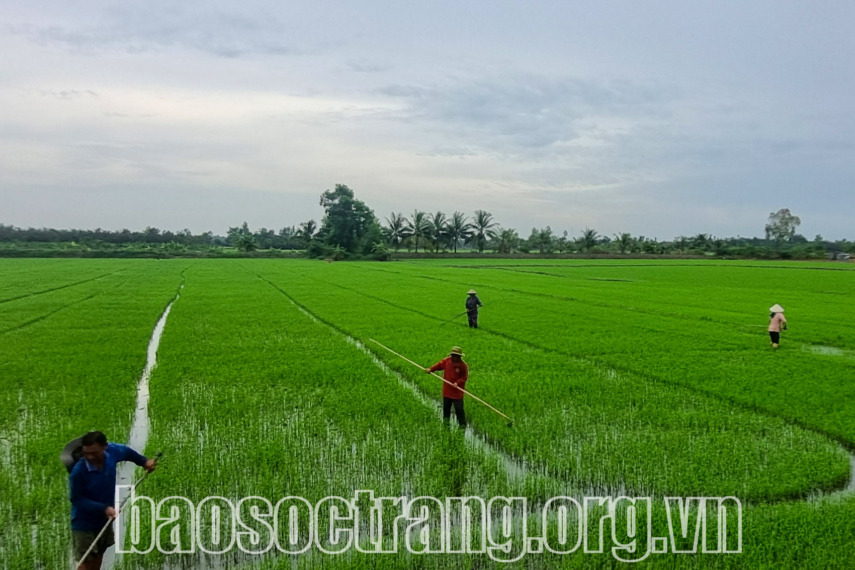 Sóc Trăng tích cực xuống giống và chăm sóc lúa Hè - Thu