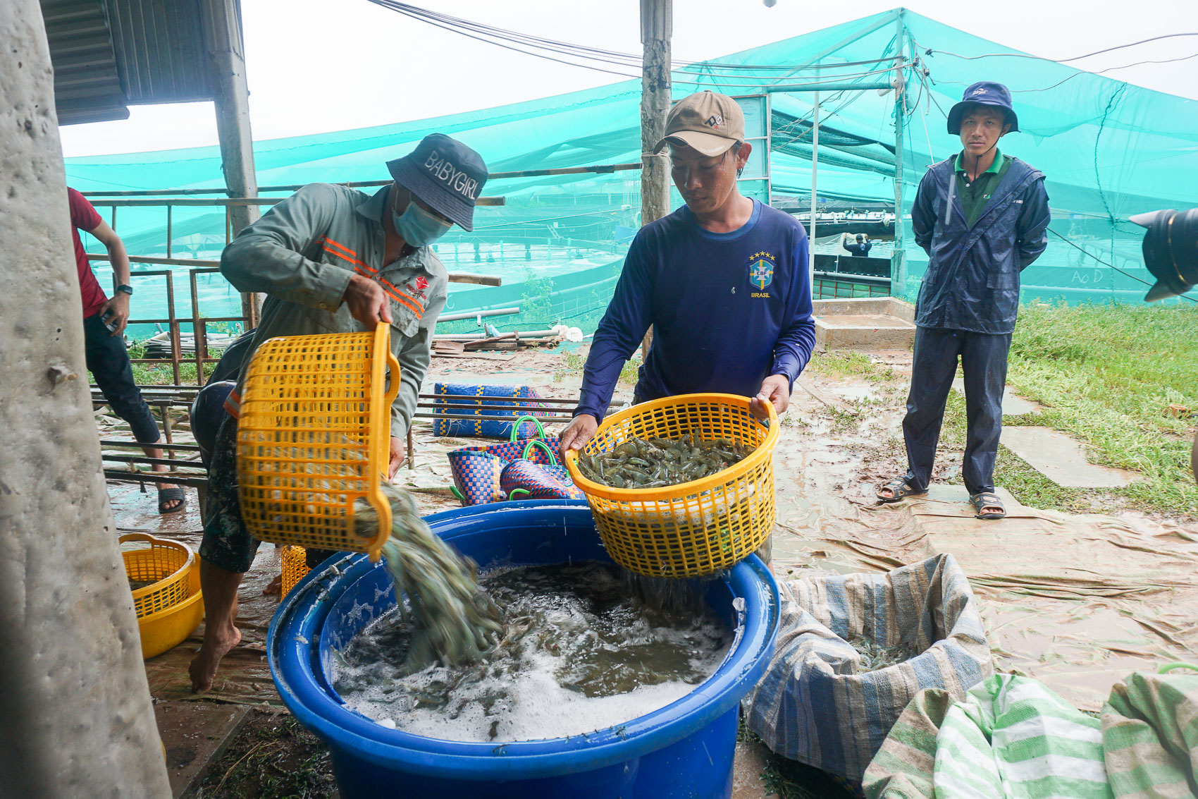 Lại lo thiếu tôm nguyên liệu