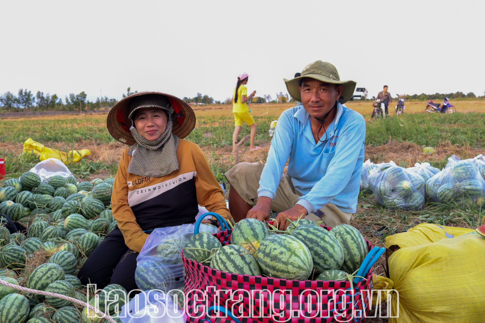 Nông dân trồng màu trong mùa hạn, mặn