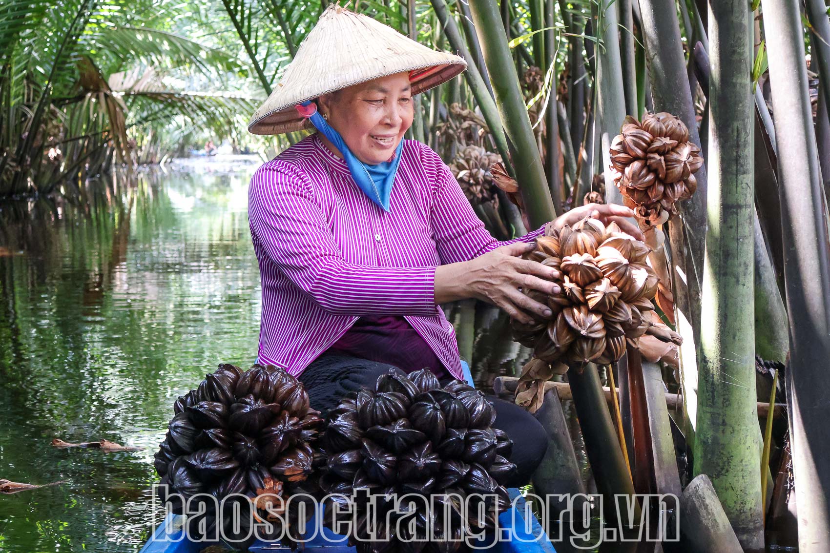 “Quả ngọt” từ “đám lá sinh kế”