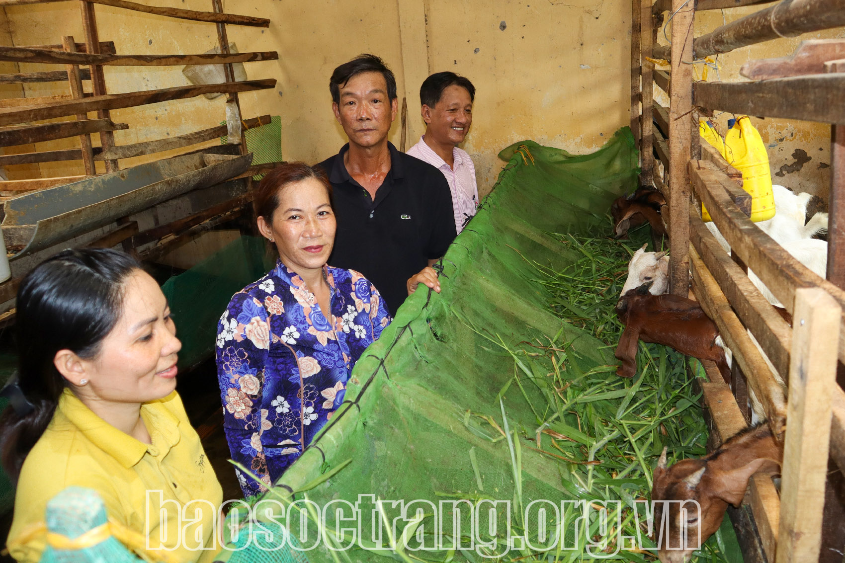 Vốn tín dụng chính sách xã hội góp phần giúp hội viên phụ nữ phát triển kinh tế từ mô hình nuôi dê