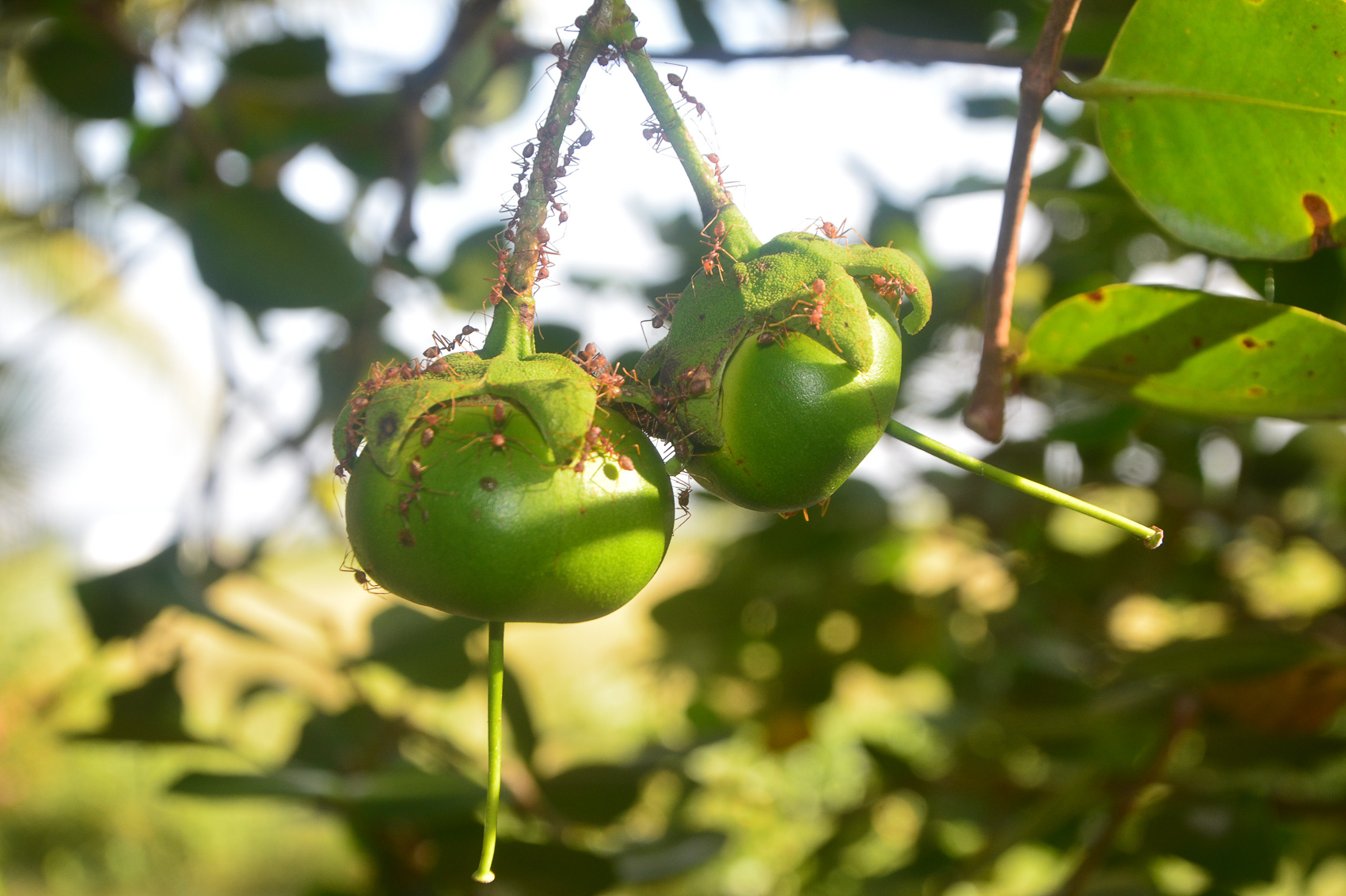 Nhớ lắm... hương bần!