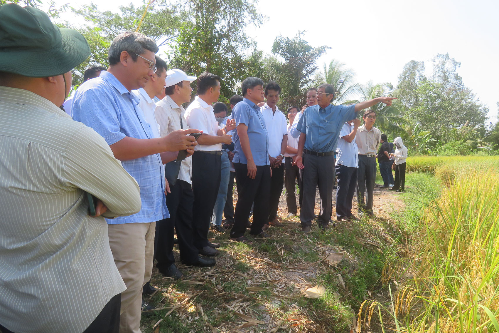 Khảo sát tình hình sản xuất lúa đặc sản tại thị xã Ngã Năm