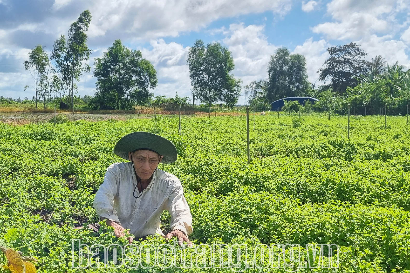 Lựa chọn cây màu thích hợp trồng trong mùa mưa