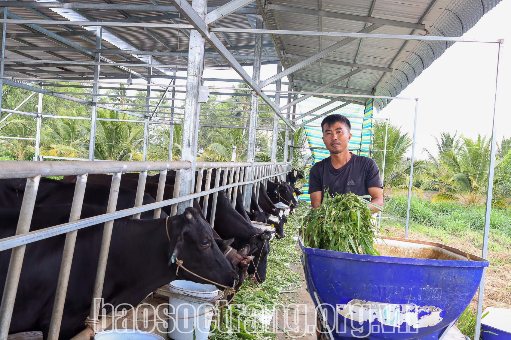 Sóc Trăng phát triển chăn nuôi bò bền vững