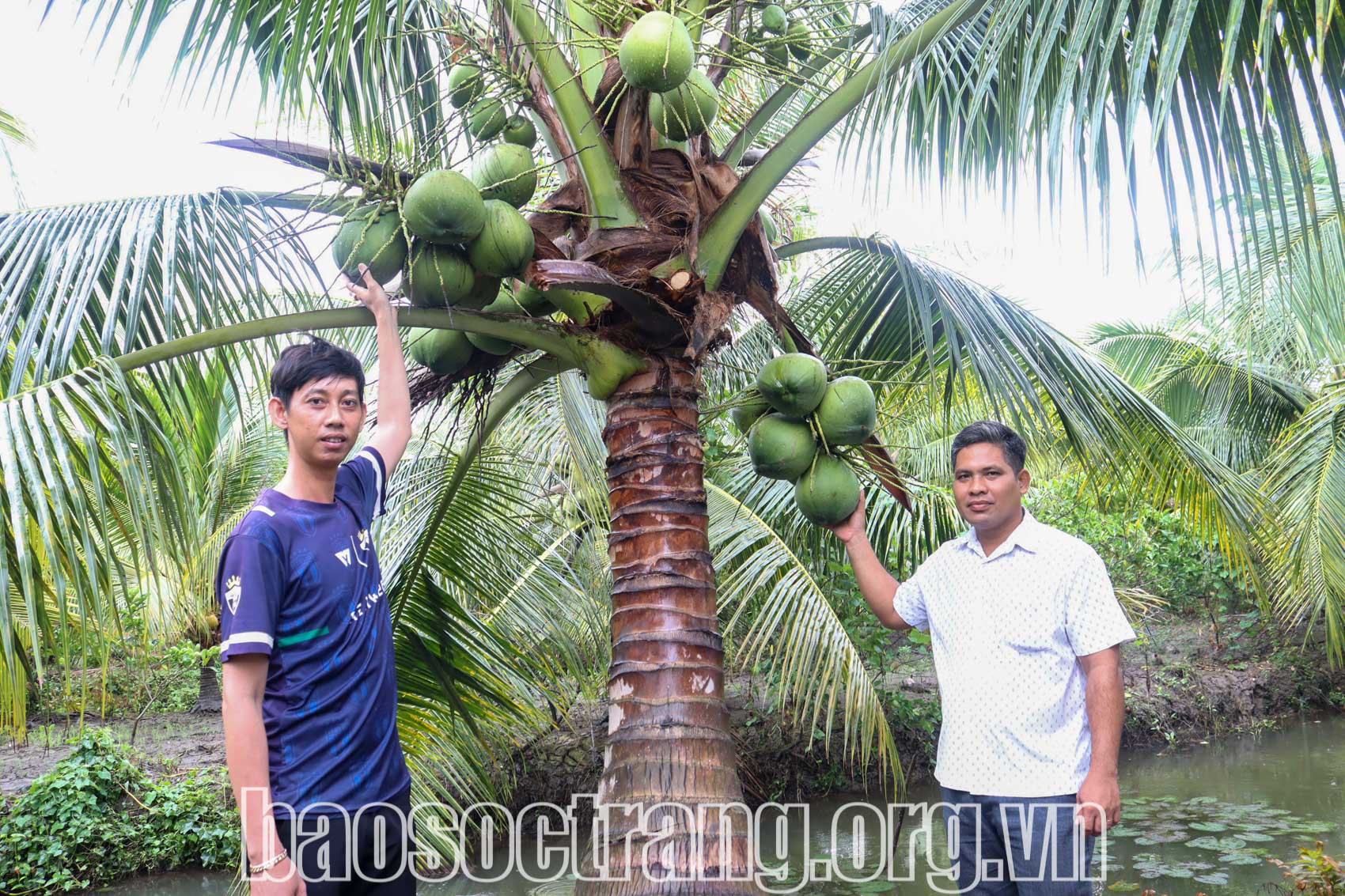 Cây dừa sáp cho “trái ngọt” trên vùng đất trũng phèn