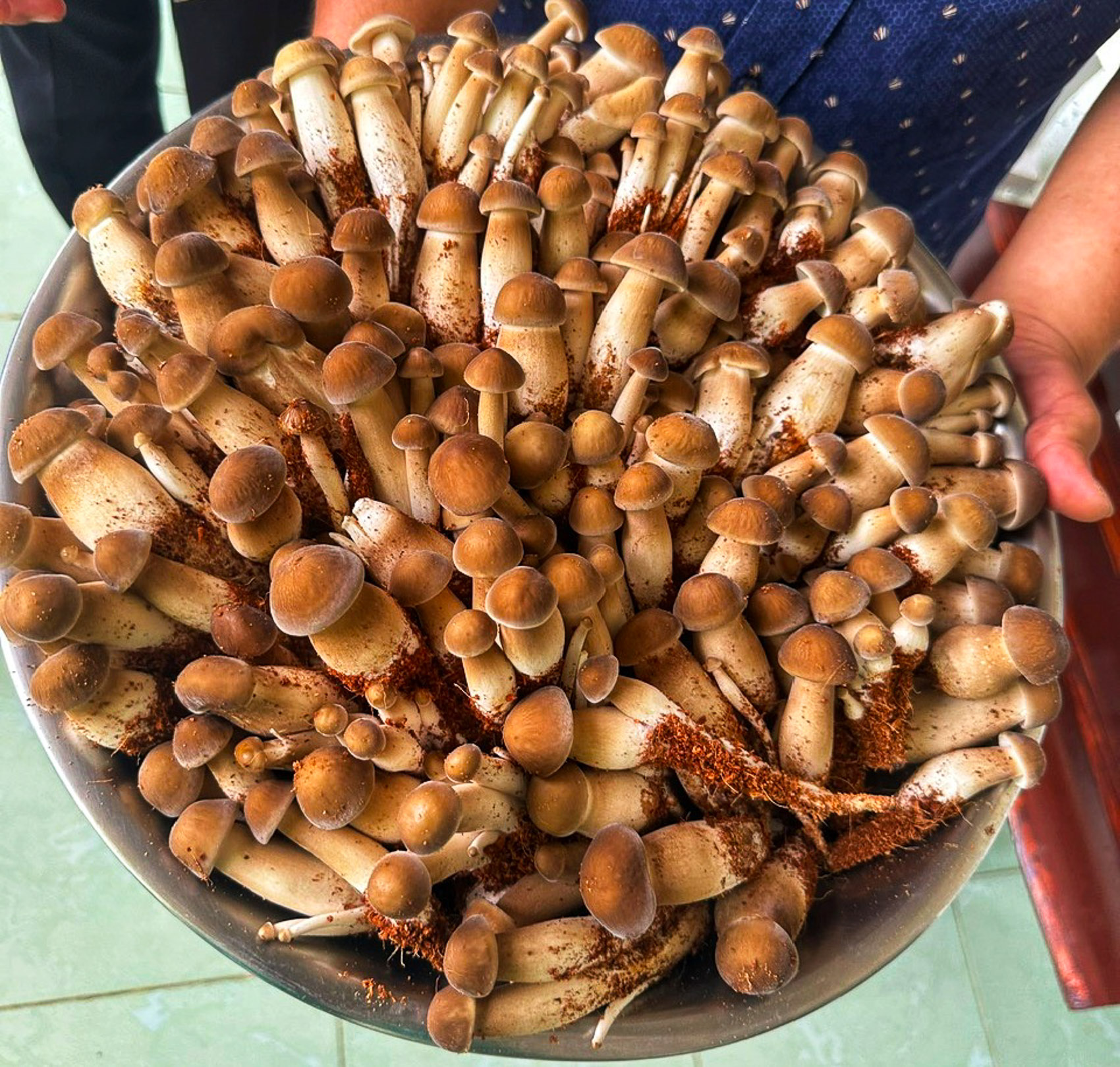 “Ham như ham nấm mối”