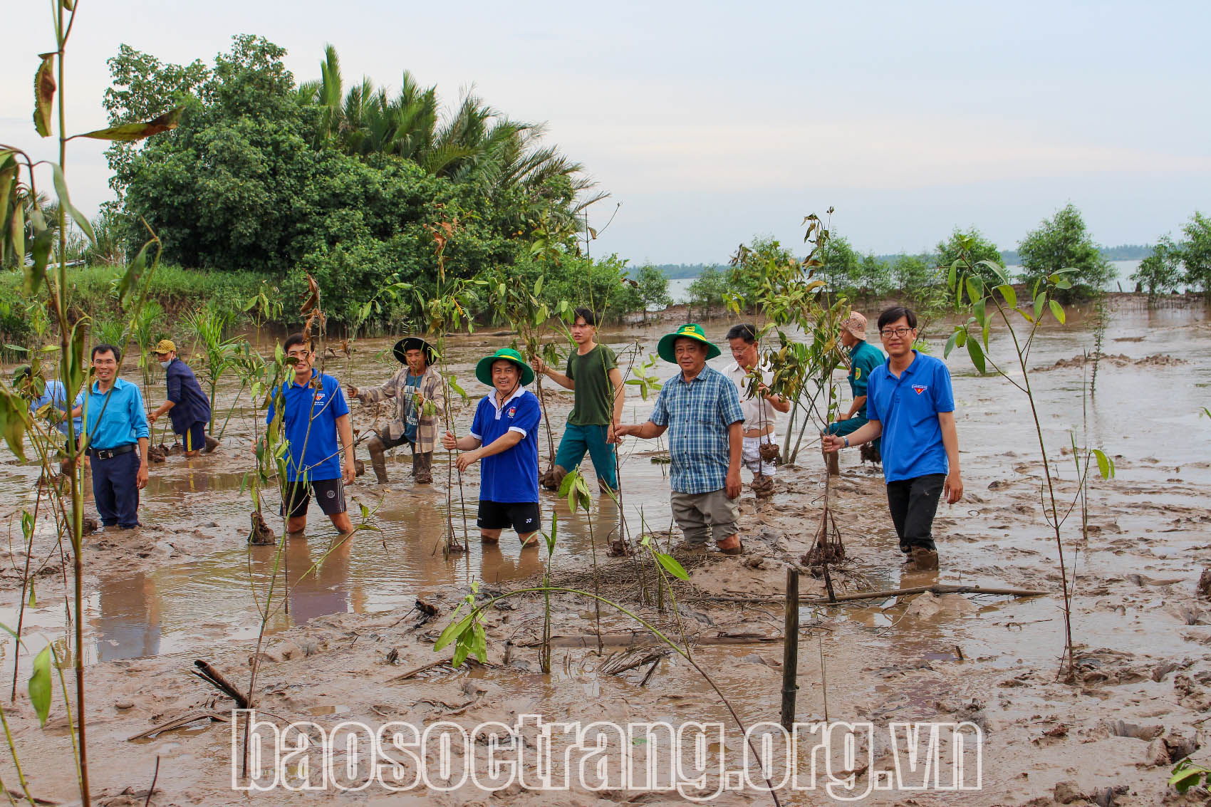 Huyện Cù Lao Dung trồng 700 cây chắn sóng, phòng chống sạt lở