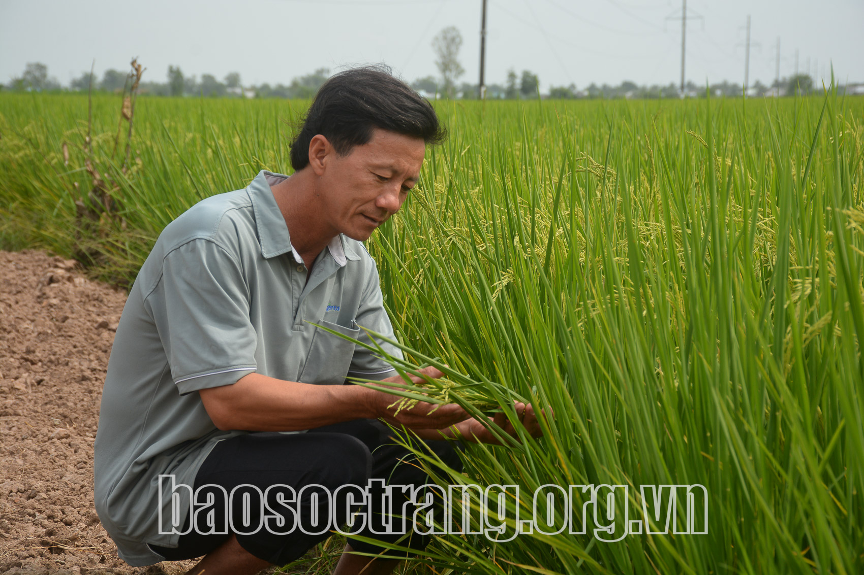 Mô hình luân canh lúa - đậu nành: Giải pháp sản xuất hiệu quả và bền vững