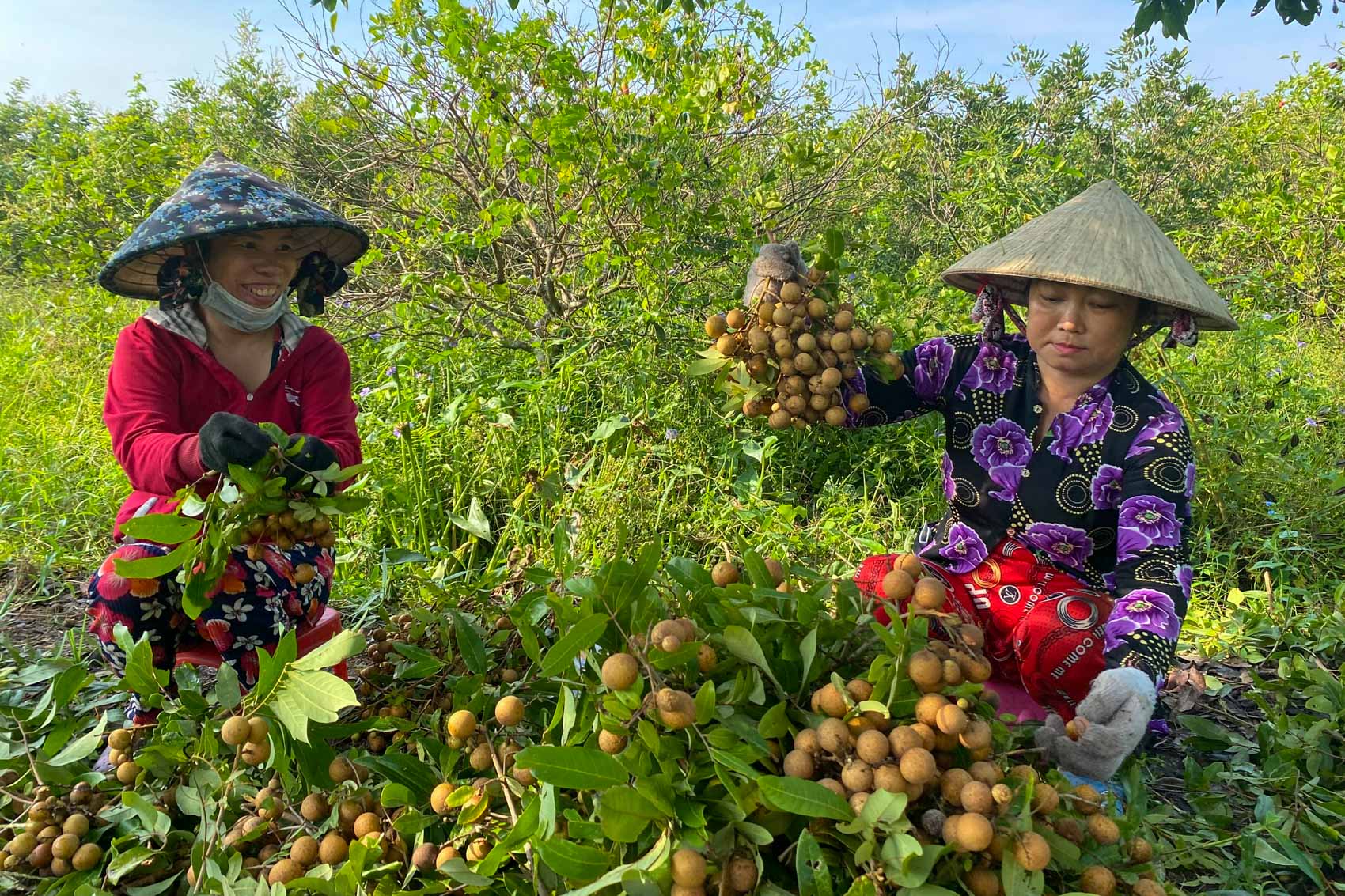 Tháng Năm, mùa trái chín